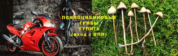 ПСИЛОЦИБИНОВЫЕ ГРИБЫ Краснослободск